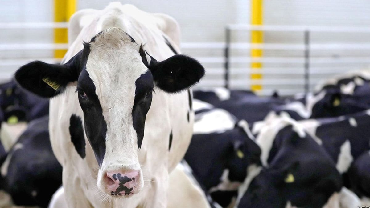 Carantină de 30 de zile în comuna Sîpoteni după confirmarea unui caz de rabie la o bovină