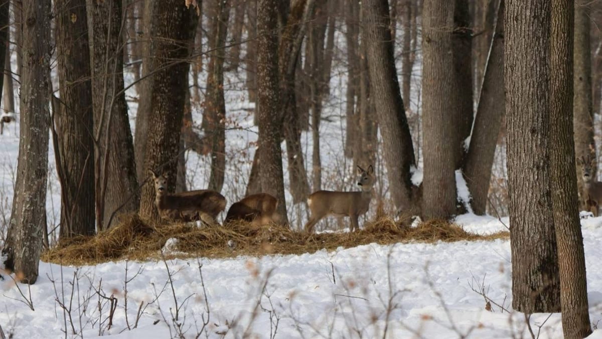 Foto/ Animalele din păduri nu rămân flămânde: Moldsilva se ocupă de hrana lor
