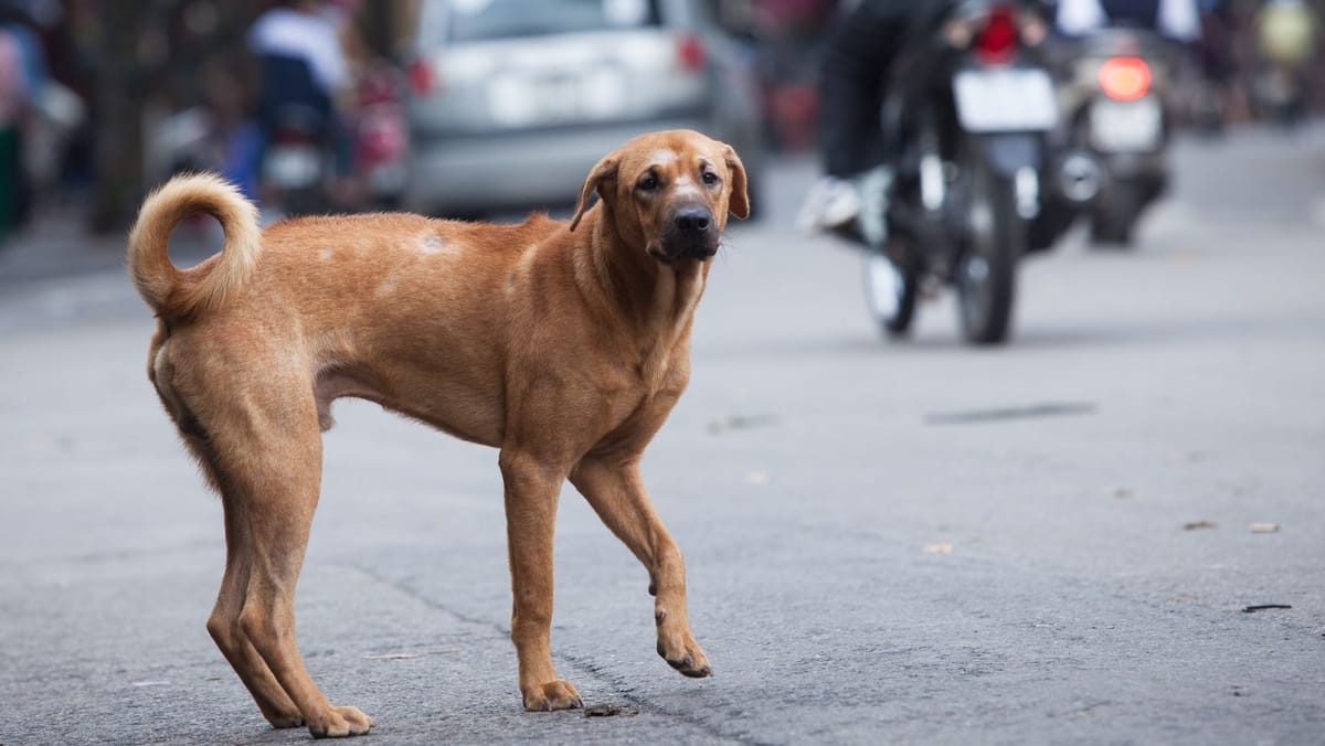 ANSP: Îngrijorări din cauza creșterii numărului de persoane agresate de câini -    risc de rabie