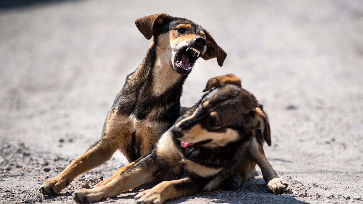 Tendințe îngrijorătoare privind răspândirea rabiei în comunități - ANSP îndeamnă la vigilență și acțiuni urgente