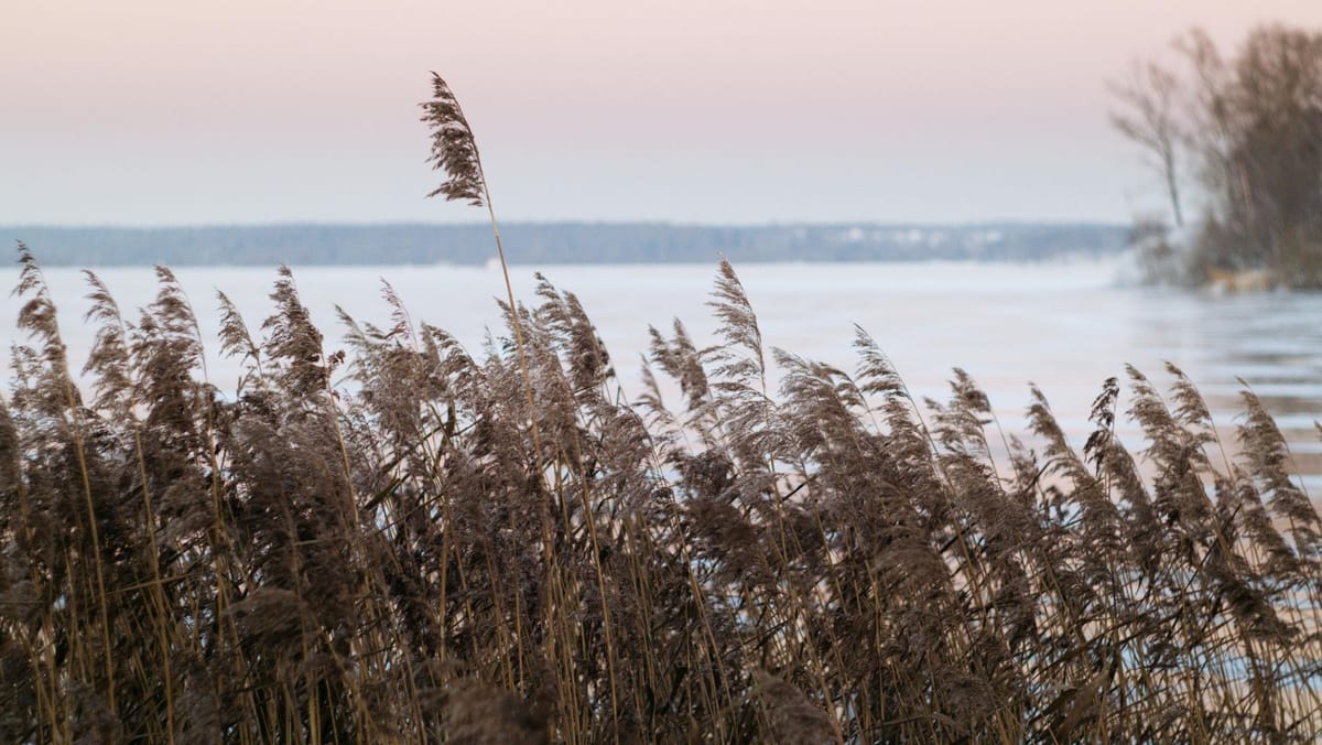 Cod galben de vânt în Republica Moldova. Rafale de până la 20 m/s, anunțate de meteorologi