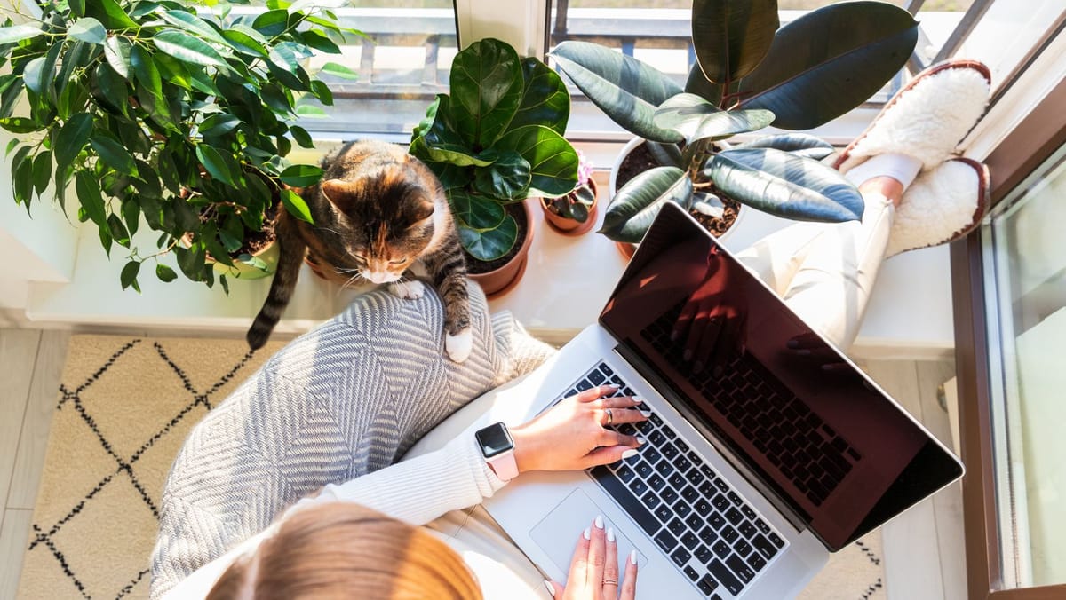 VIDEO/ Legea freelancerilor, explicată pe scurt. Ce trebuie să știe cei care lucrează pe cont propriu