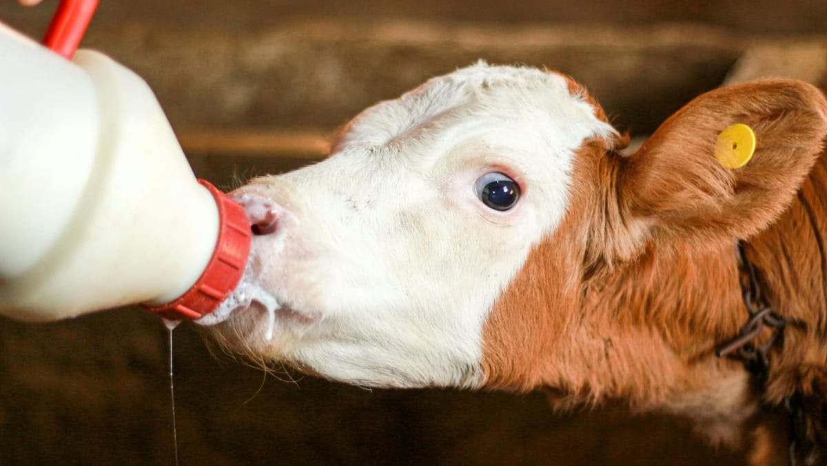 R. Moldova, dependentă de laptele din import. Producția locală acoperă doar 12% din necesar