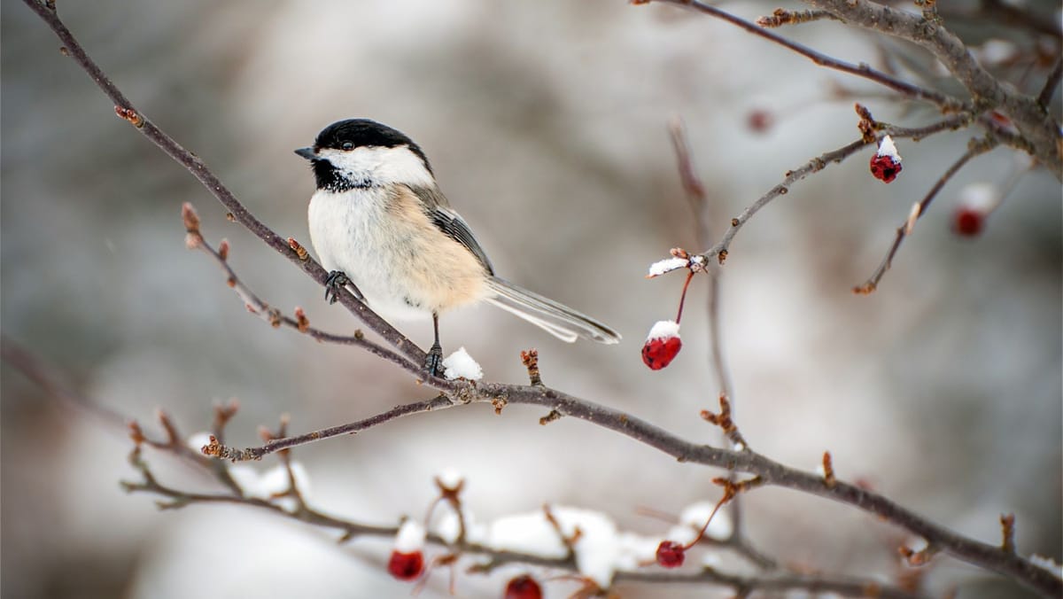Vreme instabilă joi, 8 ianuarie. Meteorologii prognozează precipitații în toată țara