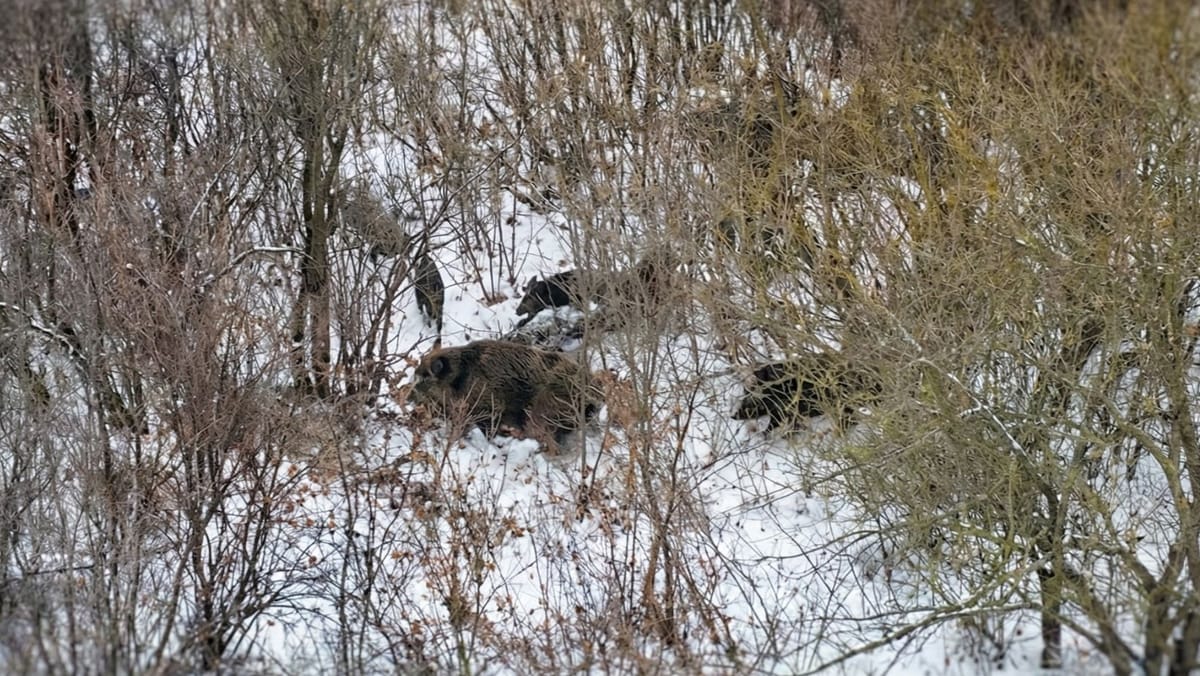 VIDEO/ Garda de Mediu a detectat o „mișcare suspectă” în pădure. Ce au descoperit autoritățile după ridicarea dronei