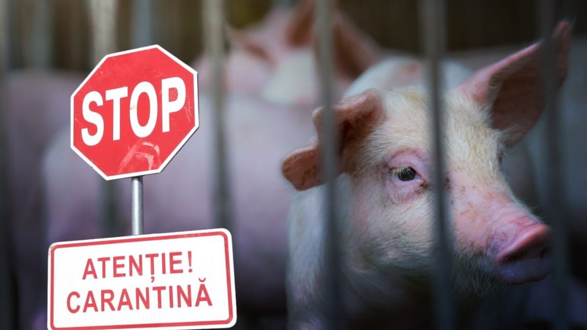 Carantină de 30 de zile în raionul Ungheni, după depistarea unui caz de pestă porcină africană