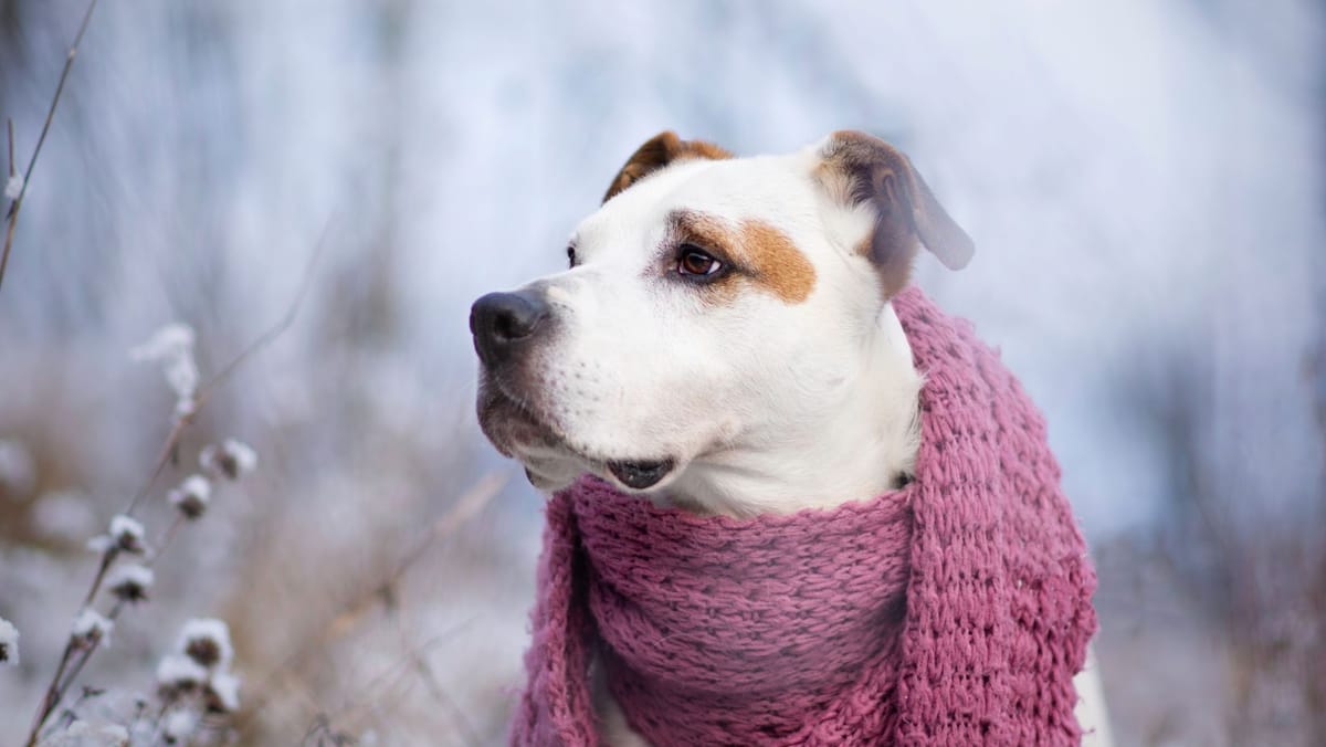 Vânt puternic și frig în toată țara. Prognoza meteo pentru vineri, 9 ianuarie