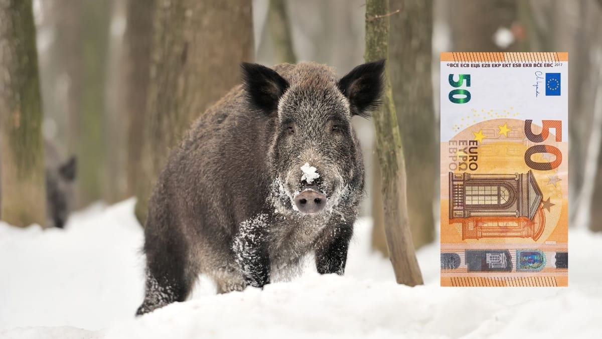 ANSA oferă o recompensă de 50 de euro pentru raportarea mistreților morți - combaterea pestei porcine