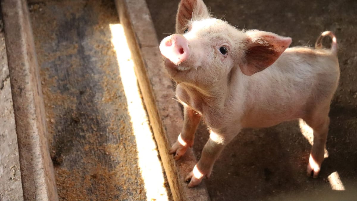 Cabinetul de Miniștri a aprobat modificarea normelor sanitar-veterinare pentru creșterea porcilor