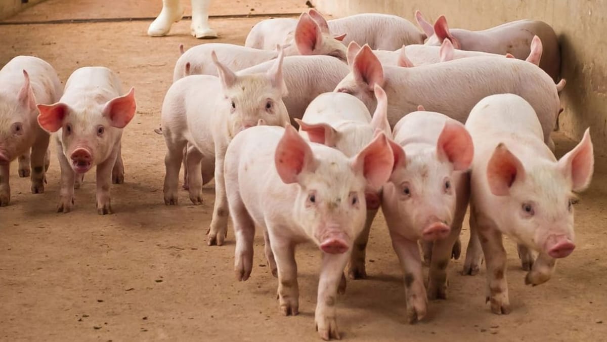 Se intensifică focarele de Pestă porcină africană în R. Moldova: avertismentul MAIA