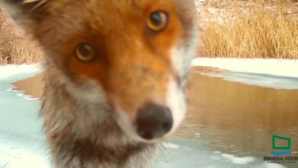 Animalele din rezervația „Orheiul Vechi”, ajutate să facă față gerului și gheții. VIDEO cu vizitatorii „cantinei forestiere”