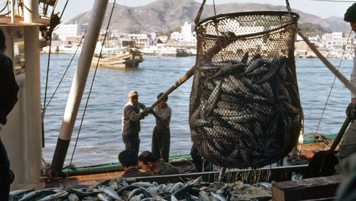 Țara noastră se alătură eforturilor globale de prevenire a pescuitului ilegal