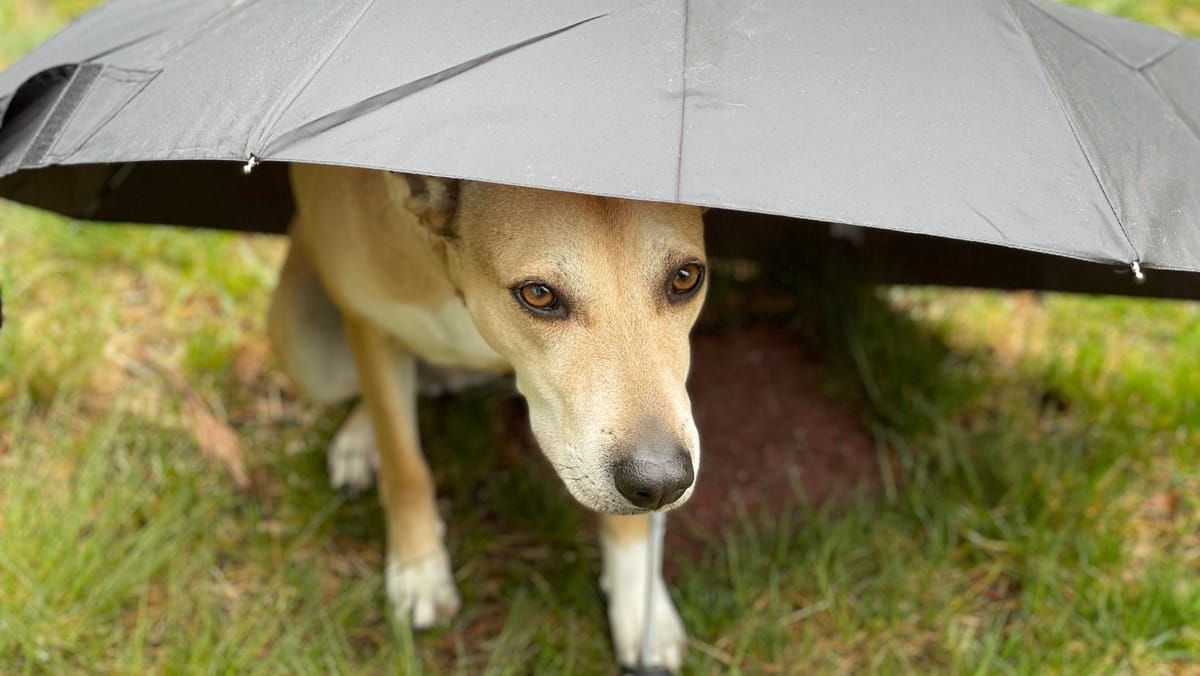 Ploi, cer noros, iar pe alocuri – lapoviță. În ce localități vor fi indispensabile umbrelele pe 25 februarie