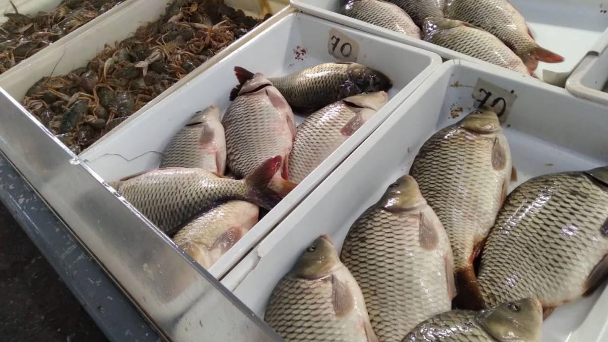 Consumul produselor de acvacultură, mai sigur: Executivul introduce noi reguli sanitare