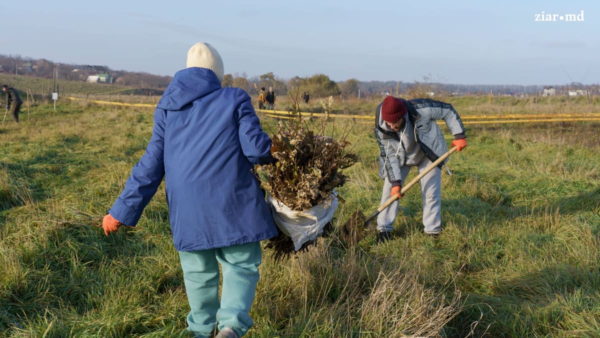 R. Moldova, mai verde: Autoritățile planifică să planteze circa 32 de milioane de puieți în acest an