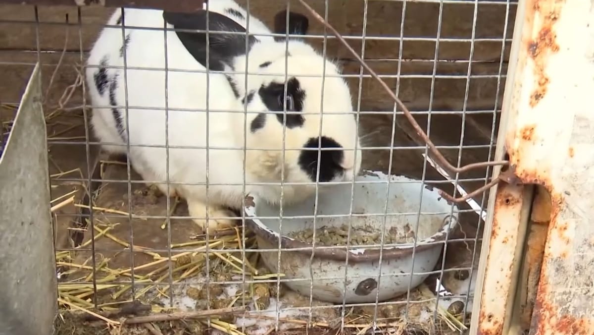 Gerul afectează animalele din gospodăriile moldovenilor. Ce acțiuni întreprind oamenii