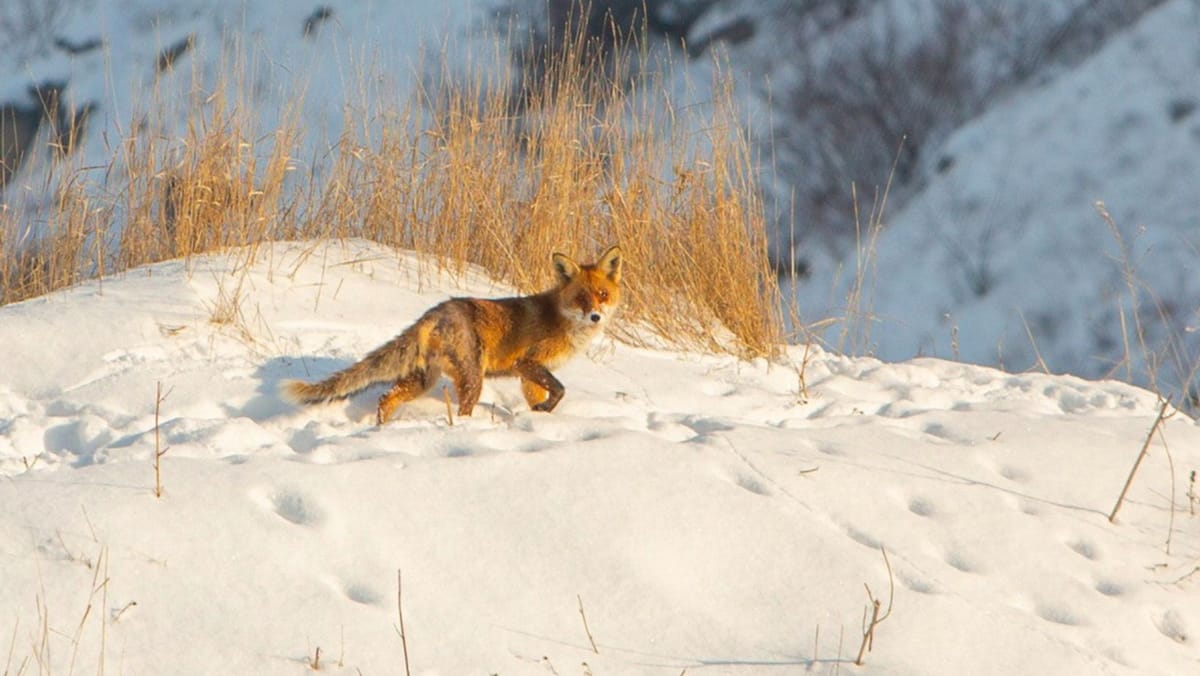Ploi, ninsori și lapoviță: Prognoza meteo pentru ziua de 4 februarie
