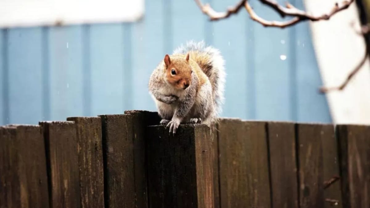 Primăvara, tot mai aproape. Pe 24 februarie sunt prognozate ploi slabe și maxime de +8°C
