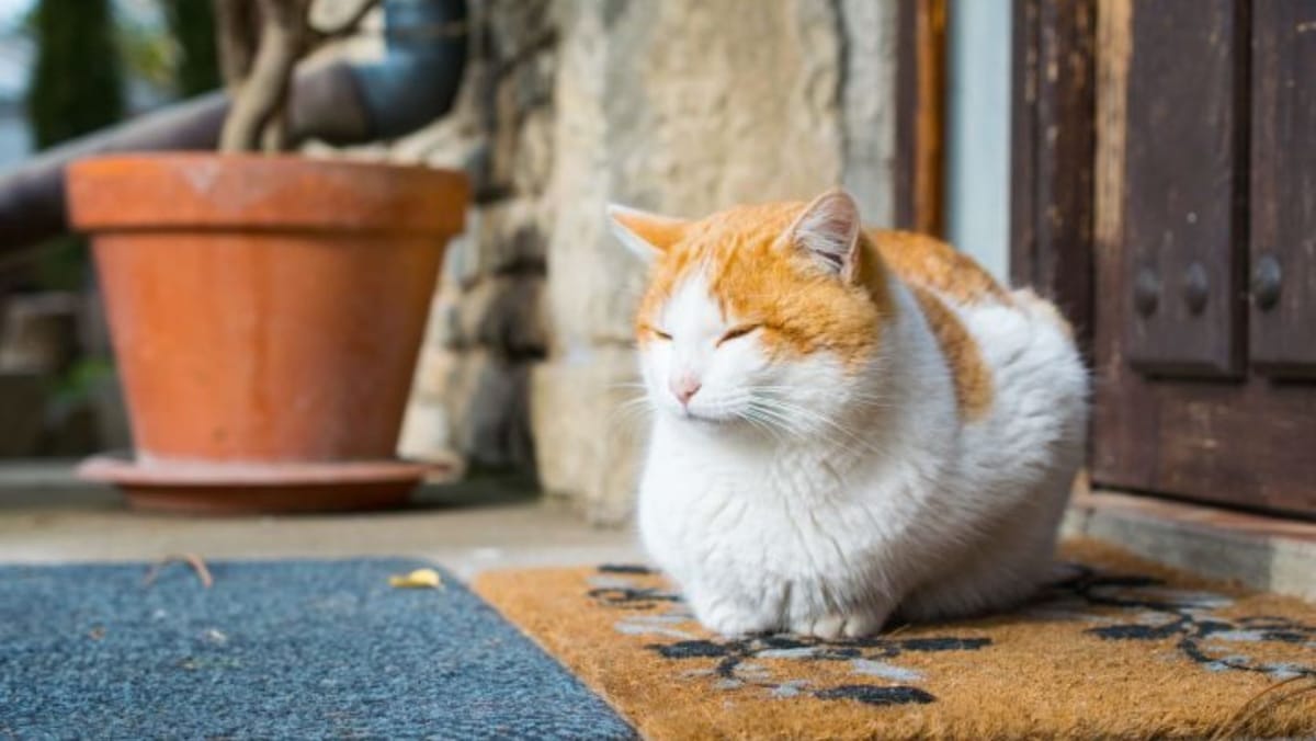Iarna se încheie cu temperaturi primăvăratice. Prognoza meteo pentru ziua de 28 februarie