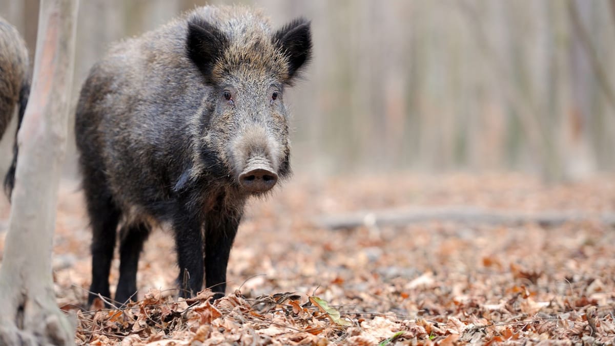 Pestă porcină la Leova. Mai multe sate au intrat sub restricții pentru a opri răspândirea bolii