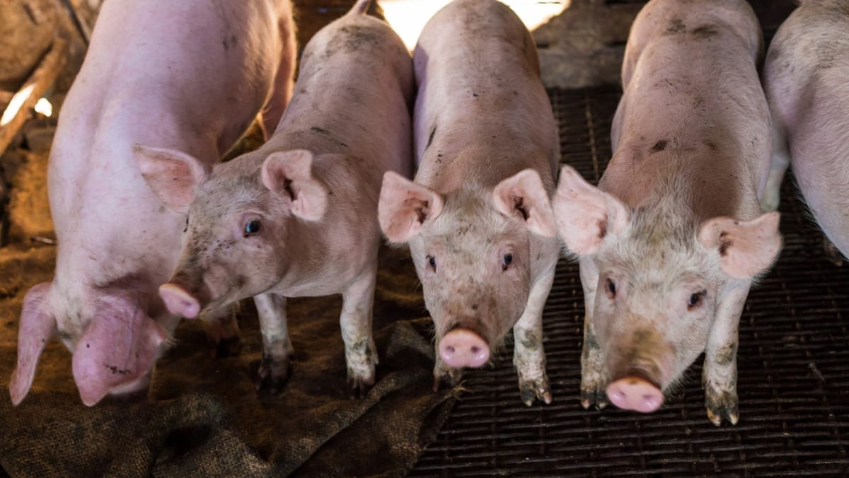 Două focare noi de pestă porcină și mai multe cazuri de rabie au fost confirmate în R. Moldova