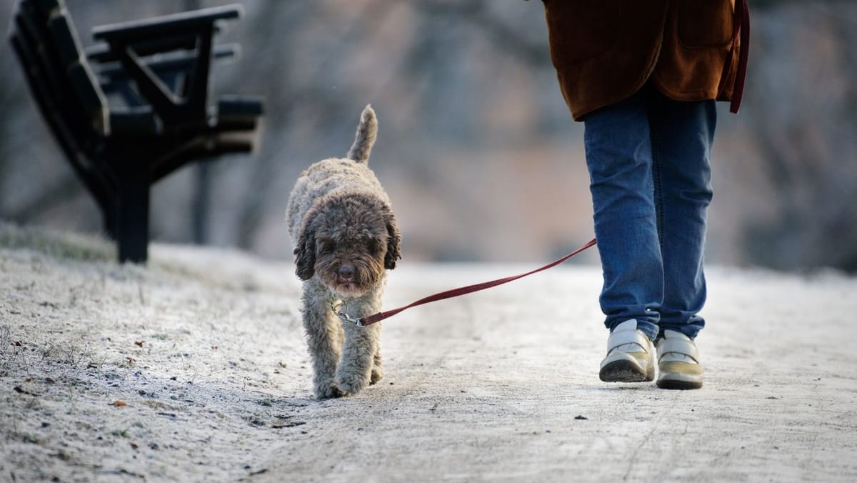 Meteorologii anunță vreme liniștită joi, dar cu risc de ceață și ghețuș pe alocuri