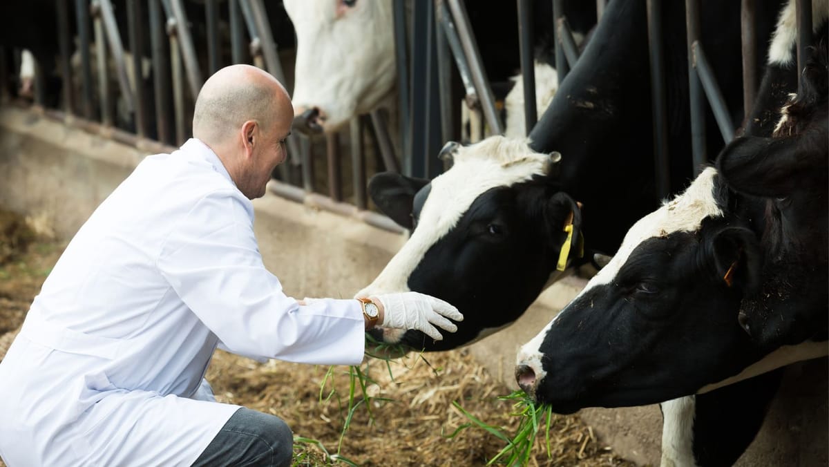 Statul oferă sprijin tinerilor veterinari. Peste 20 de specialiști au primit deja ajutor financiar