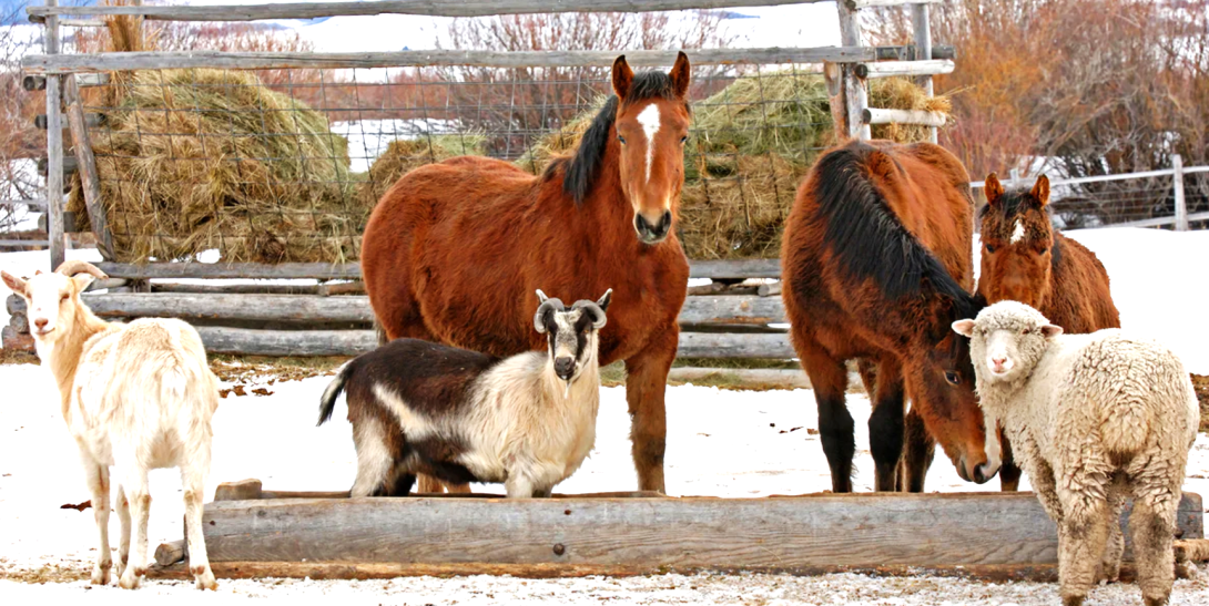 ANSA anunță măsuri obligatorii pentru protejarea animalelor în contextul temperaturilor extrem de joase