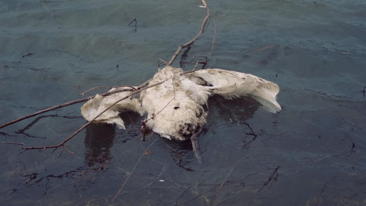 Autoritățile au stabilit cauza morții păsărilor din Pohrebea: Nu este vorba despre poluarea Nistrului
