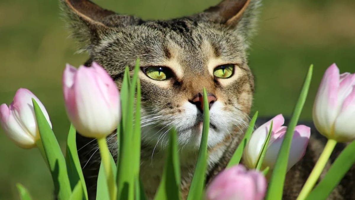 Primăvară în calendar, primăvară afară. Prima zi a lunii martie aduce cer senin și maxime de +15°C