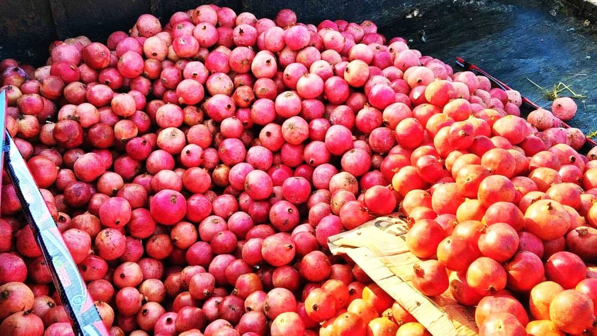 FOTO/VIDEO Aproape 19 tone de rodii, distruse din cauza concentrației ridicate de Imazalil