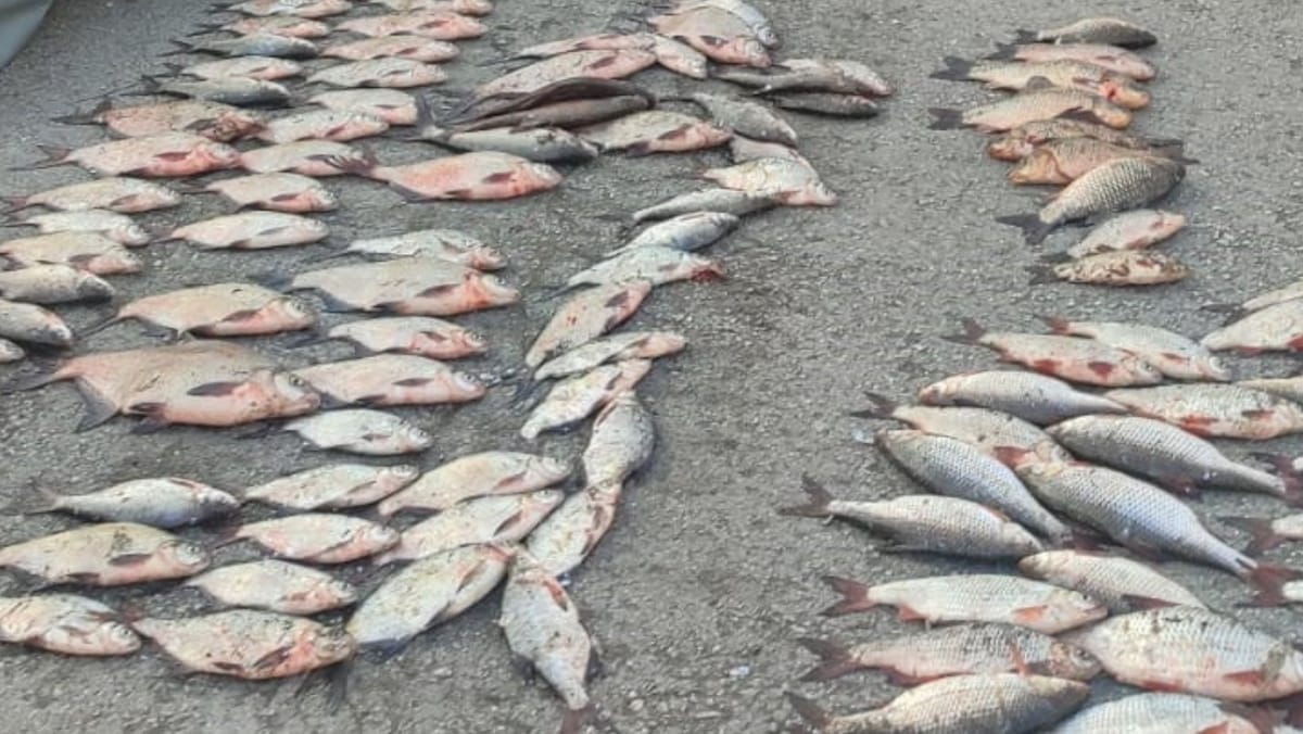 Braconaj piscicol pe lacul de acumulare Costești-Stânca. Prejudiciul cauzat ar depăși 267 de mii de lei