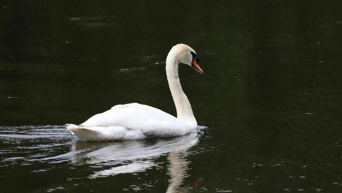 VIDEO/ Mai multe lebede au fost găsite moarte pe malul Nistrului, în satul Naslavcea. Ce spune Ministerul Mediului