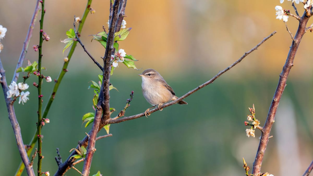 Săptămâna începe cu soare și temperaturi de până la 16°C în Republica Moldova