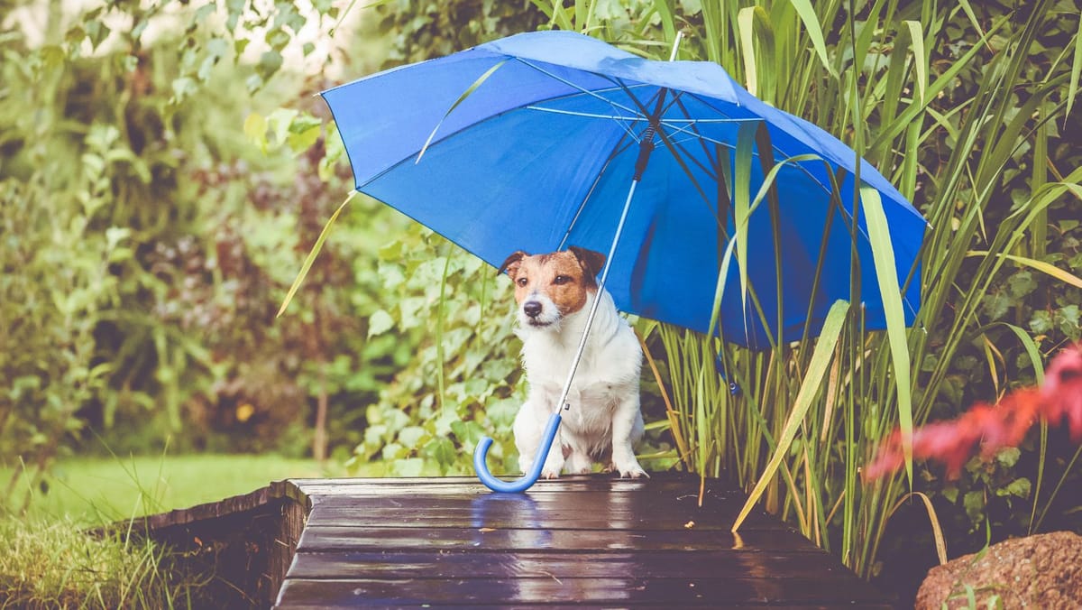 Ploi slabe în toată țara. Marți, temperaturile ajung până la 17°C în sudul țării