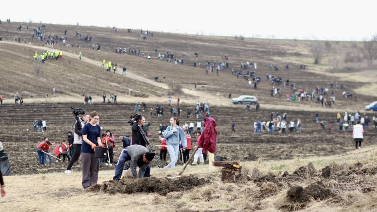 Cea mai mare acțiune de plantare din această primăvară! Voluntarii sunt invitați să planteze păduri în 90 de locații din țară