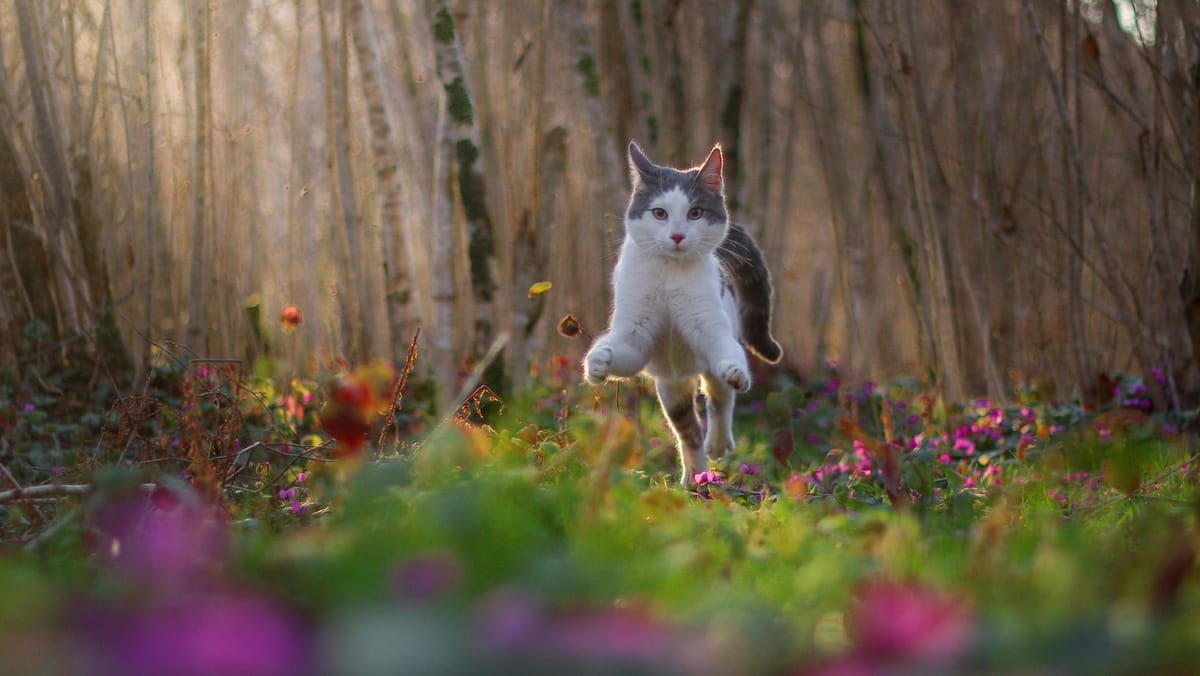 Vreme bună și cer senin în toată țara. Miercuri, temperaturile urcă până la 18°C în sudul țării