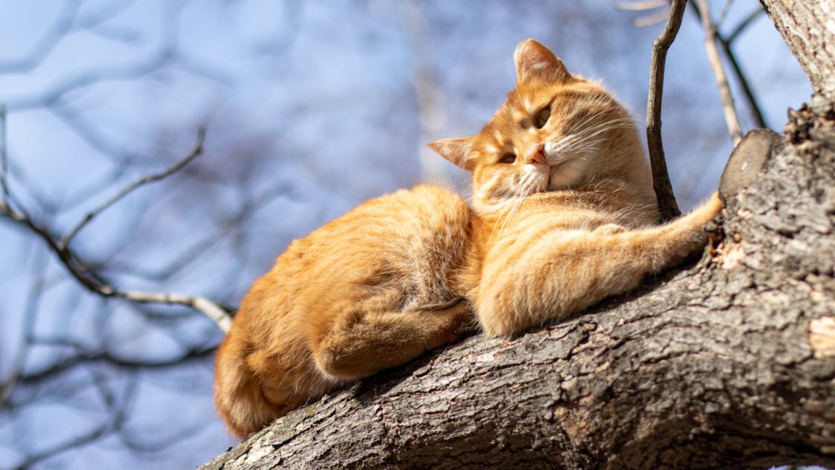Săptămâna continuă cu temperaturi generoase. Cum va fi vremea pe 17 martie