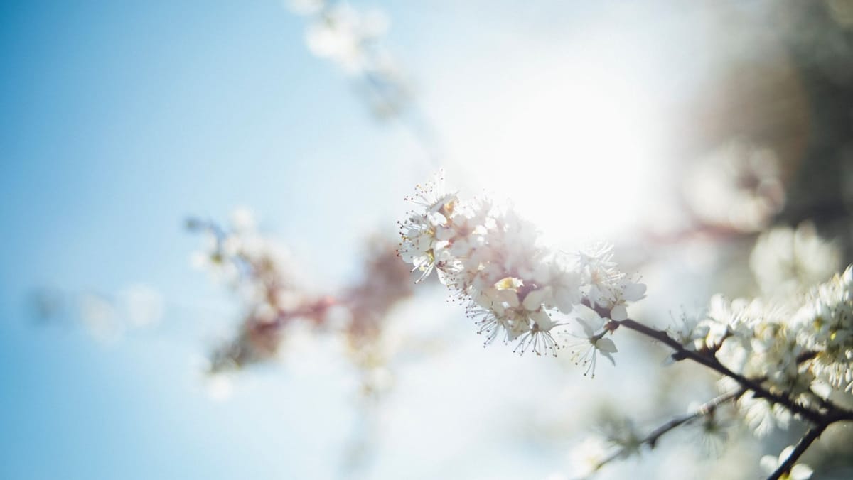 Primăvara și-a intrat în drepturi! Câte grade vor indica termometrele astăzi
