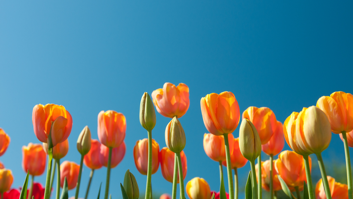 Vreme însorită cu cer stabil și temperaturi de până la 18 grade Celsius în Republica Moldova