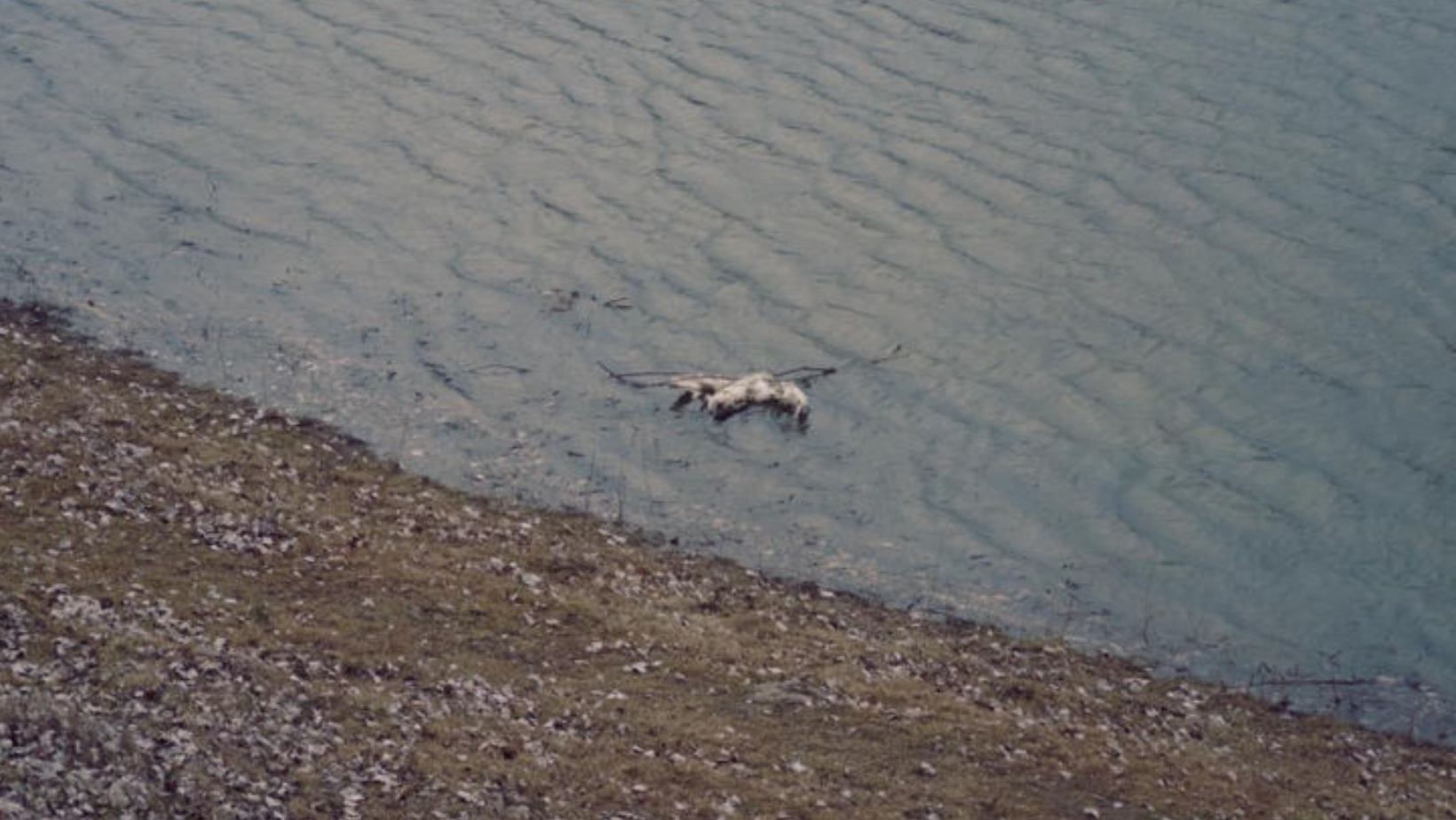Focar de gripă aviară depistat pe Nistru. Autoritățile vin cu recomandări pentru populație