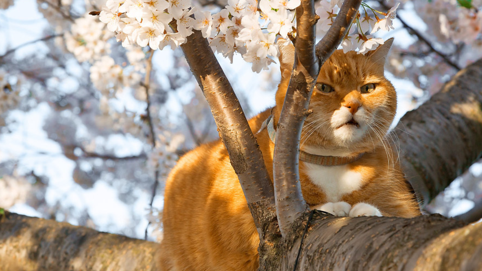 Vremea se încălzește ușor. Pentru ziua de 11 aprilie sunt prognozate maxime de până la 14°C