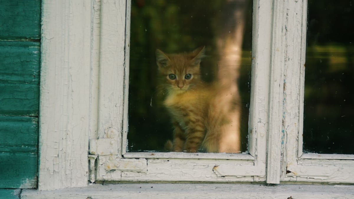 Cruzime față de animale la Bălți: Un bărbat, cercetat penal după ce ar fi omorât o pisică a doua zi de Paște