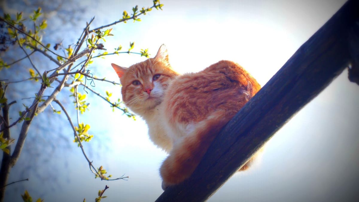 Primăvara face un pas înapoi. Ziua de 8 aprilie aduce frig, vânt puternic și ploi izolate