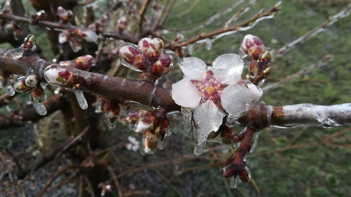 Paștele ortodox din 2026, marcat de înghețuri. Serviciul Hidrometeorologic de Stat a emis cod galben