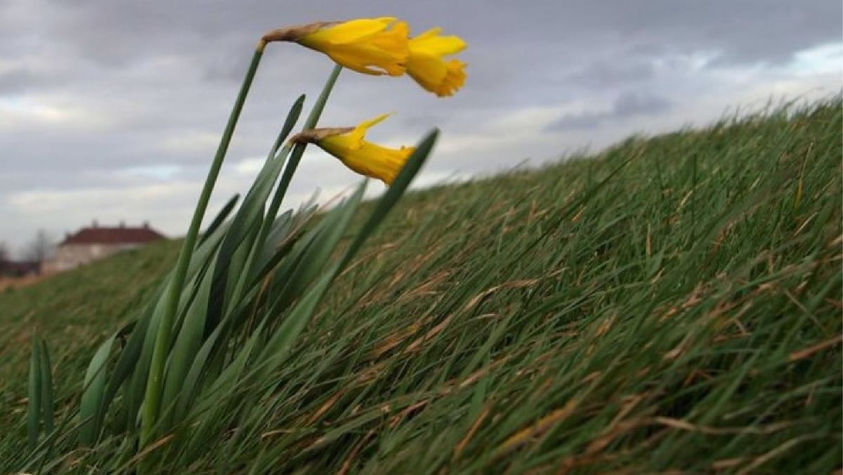 Cod portocaliu de vânt puternic în toată țara. Meteorologii prognozează rafale de până la 26 metri pe secundă