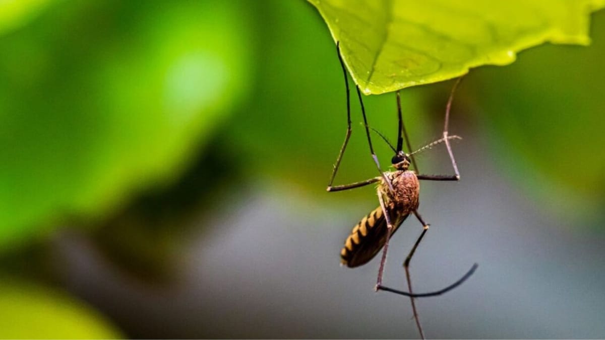 Ziua mondială de combatere a malariei: Care sunt simptomele bolii și câte cazuri au fost înregistrate în R. Moldova