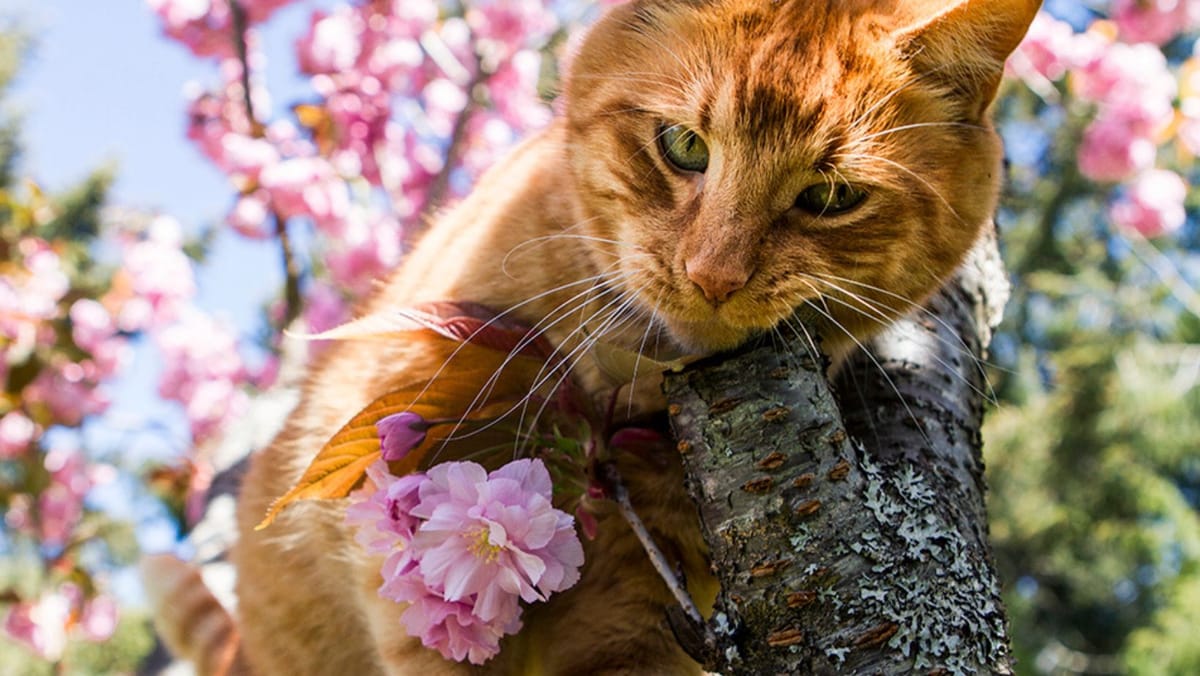 Maxime de până la +24°C, ploi izolate și vânt puternic. Prognoza meteo pentru ziua de 6 aprilie
