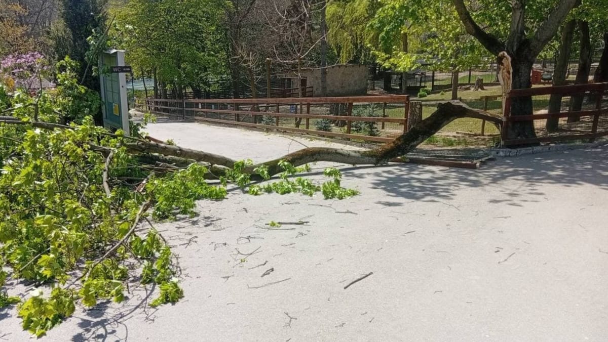 Un copil a fost grav rănit după ce un copac a căzut peste el la Grădina Zoologică