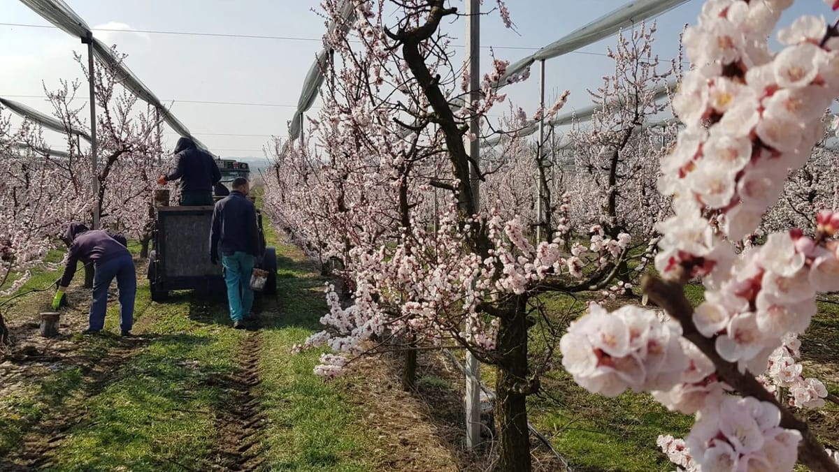 R. Moldova nu scapă de înghețuri. Meteorologii au extins codul galben cu încă o zi
